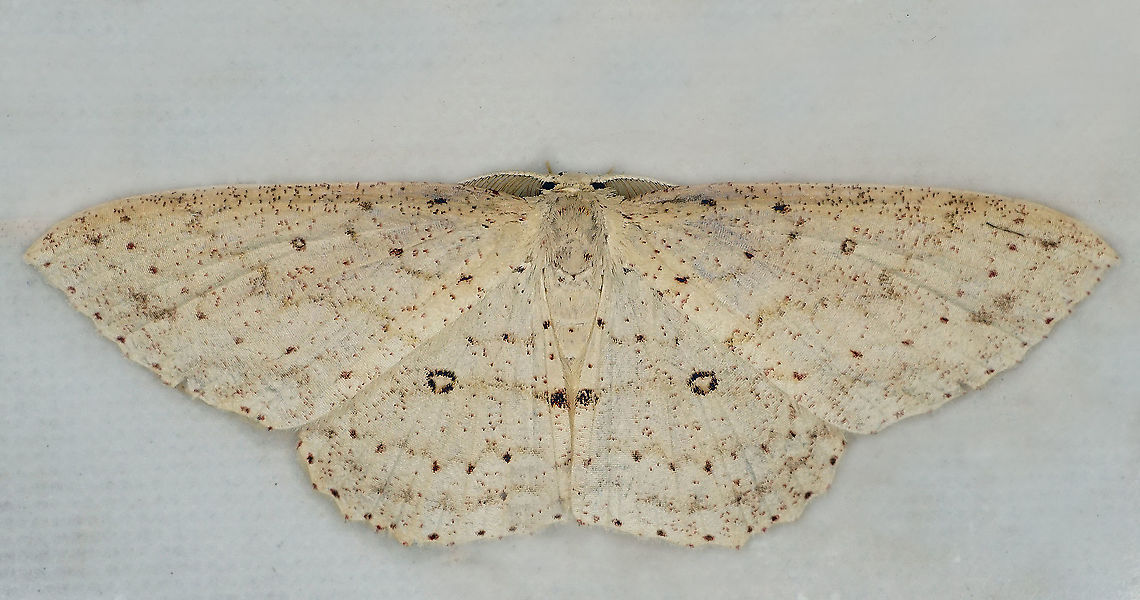 #602 Dapa, Valle Del Cauca<br />
2100m