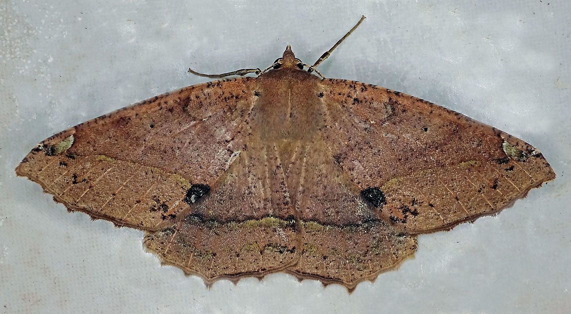 Bonatea duciata Dapa, Valle Del Cauca<br />
2100m Bonatea duciata