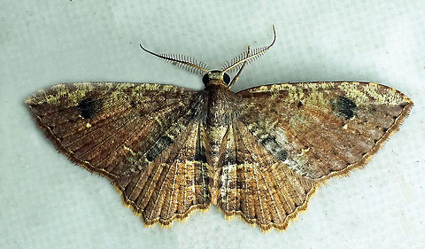 #604 Dapa, Valle Del Cauca
2100m