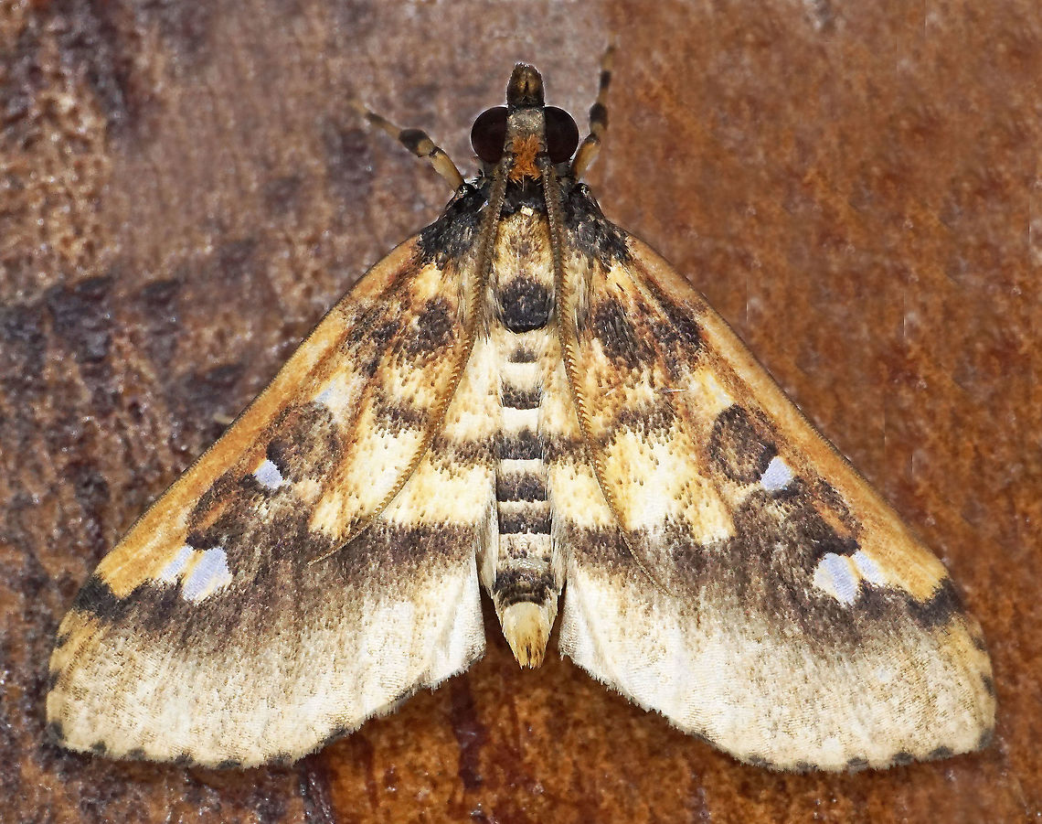 #605 Dapa, Valle Del Cauca<br />
2100m