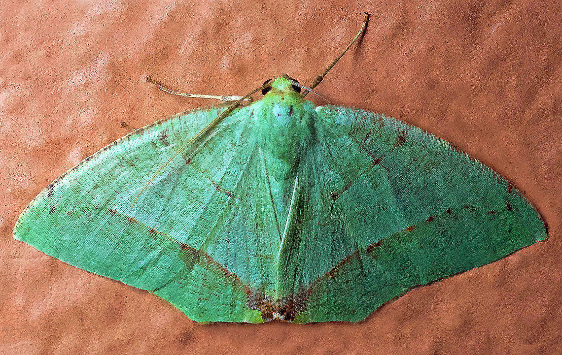 Phyle arcuosaria Dapa, Valle Del Cauca<br />
2100m Phyle arcuosaria