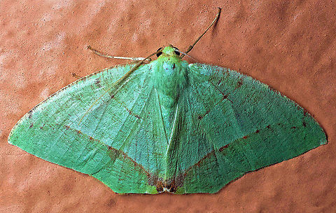 Phyle arcuosaria Dapa, Valle Del Cauca
2100m Phyle arcuosaria