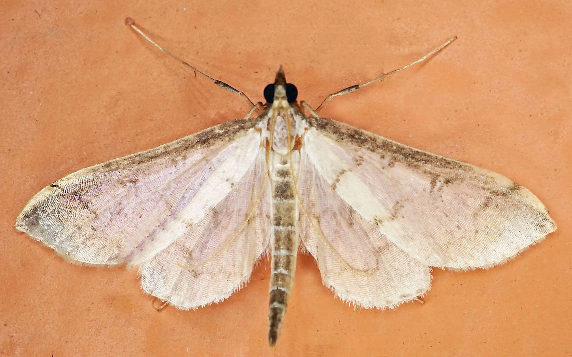 #608 Dapa, Valle Del Cauca<br />
2100m