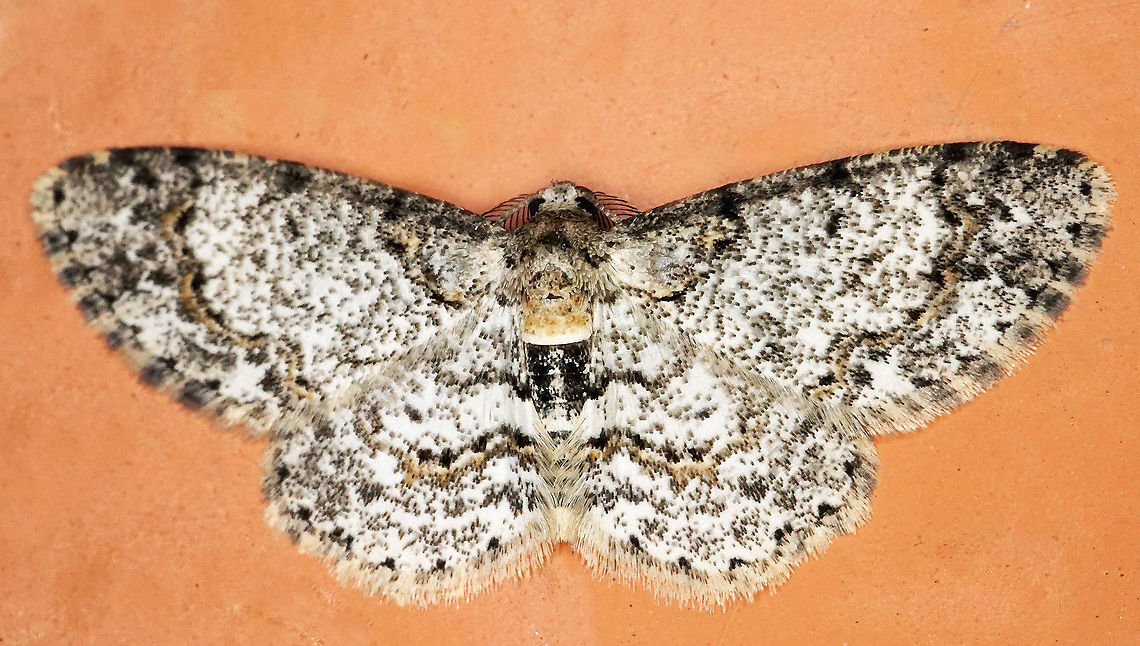 #609 Dapa, Valle Del Cauca<br />
2100m