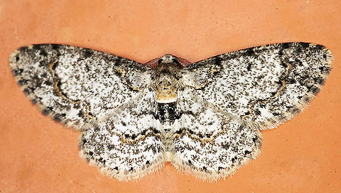 #609 Dapa, Valle Del Cauca
2100m