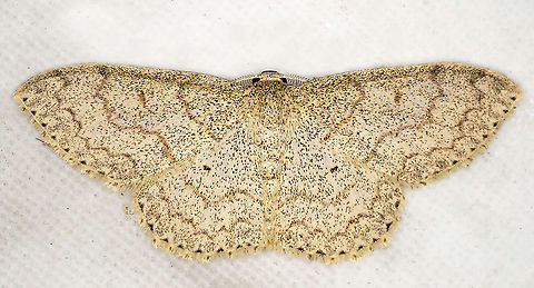 Scopula sp. Dapa, Valle Del Cauca
2100m