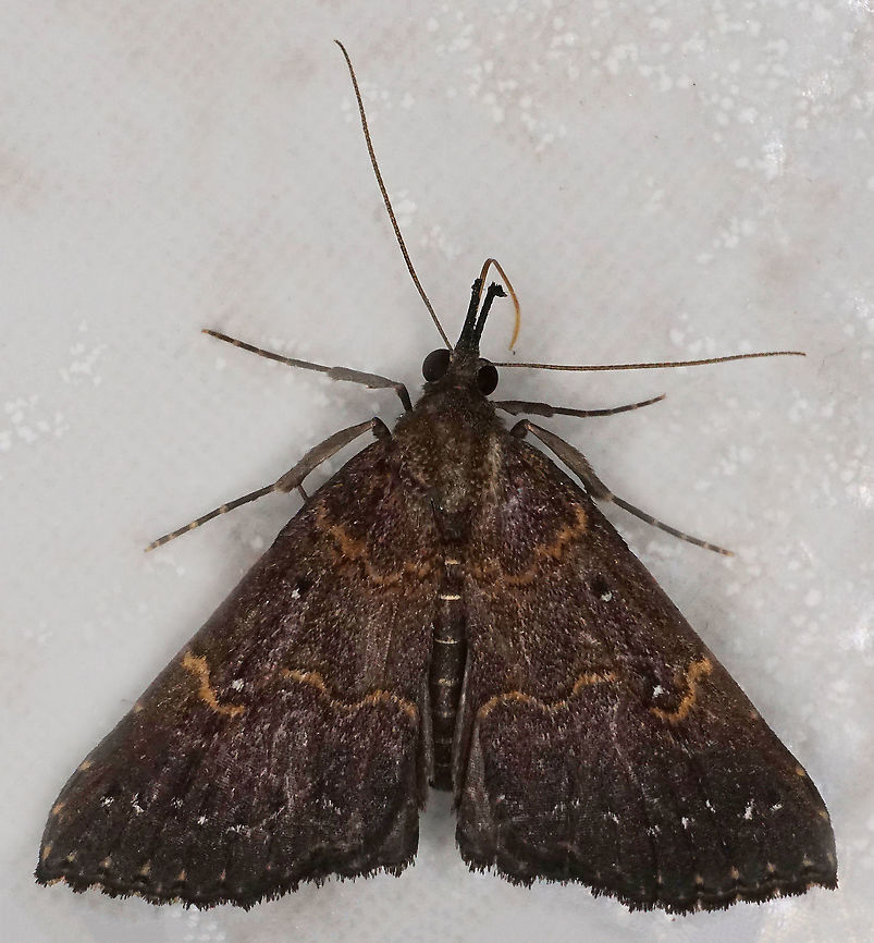 #610 Dapa, Valle Del Cauca<br />
2100m