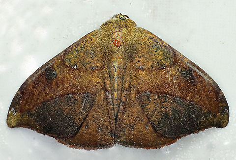 #611 Dapa, Valle Del Cauca
2100m