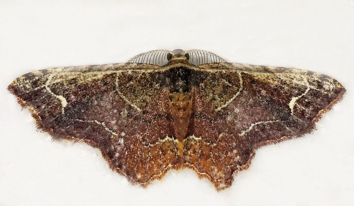 #612 Dapa, Valle Del Cauca<br />
2100m