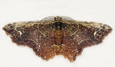 #612 Dapa, Valle Del Cauca
2100m