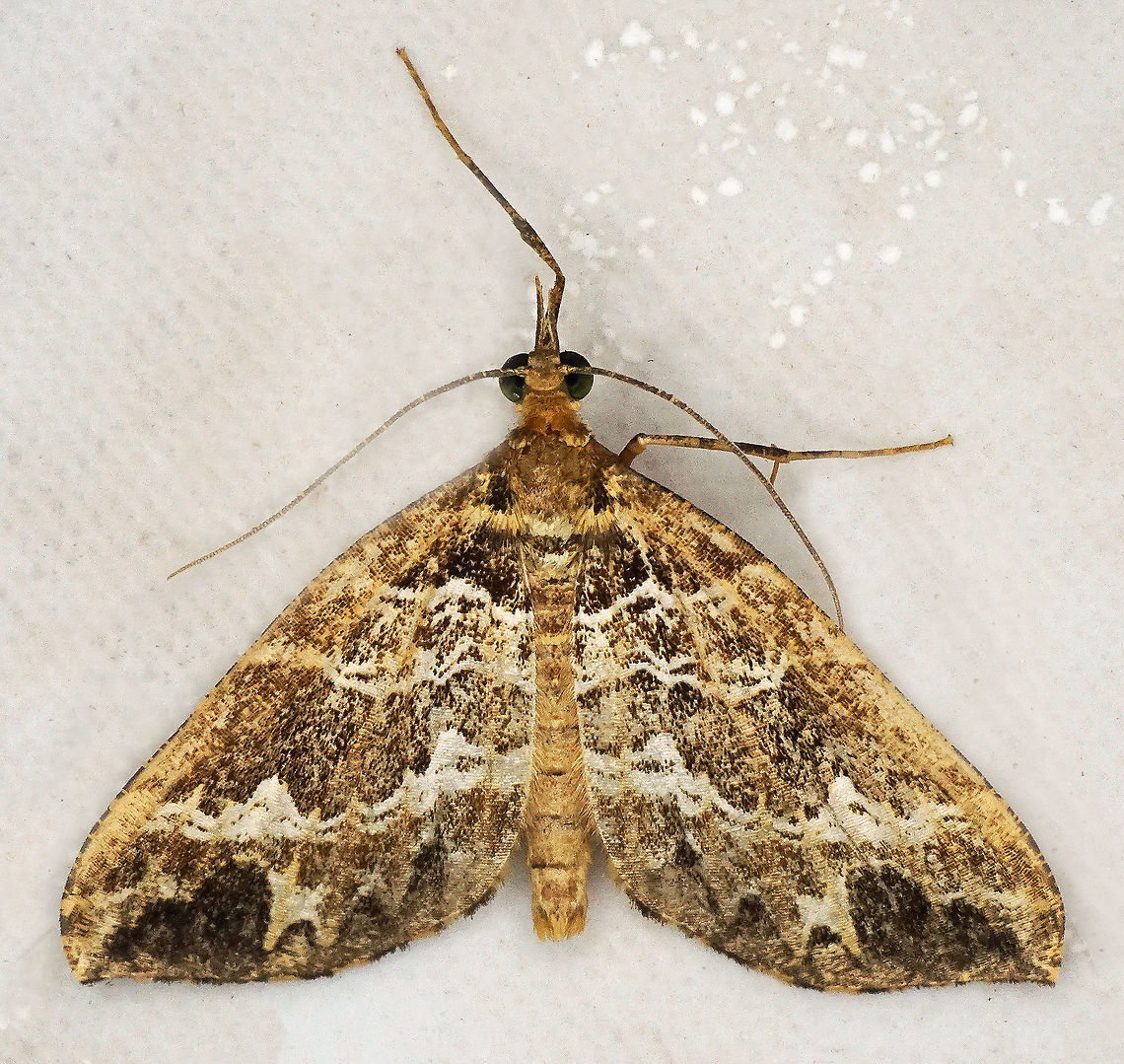 #613 Dapa, Valle Del Cauca<br />
2100m