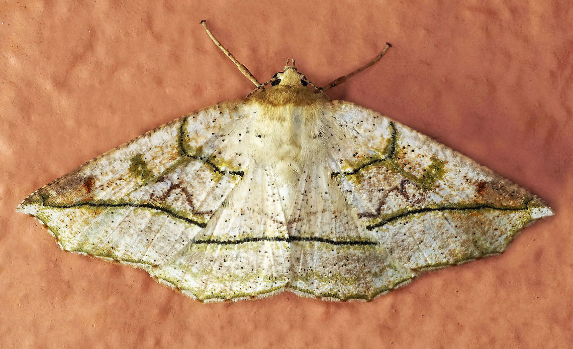 #614 Dapa, Valle Del Cauca<br />
2100m