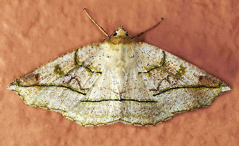 #614 Dapa, Valle Del Cauca
2100m