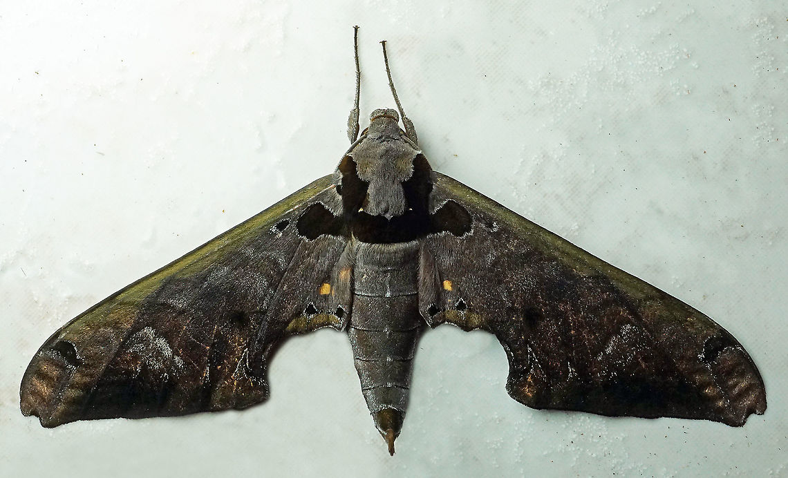 Adhemarius sexoculata Dapa, Valle Del Cauca<br />
2100m Adhemarius sexoculata