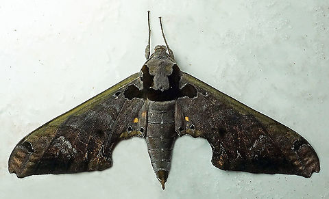 Adhemarius sexoculata Dapa, Valle Del Cauca
2100m Adhemarius sexoculata