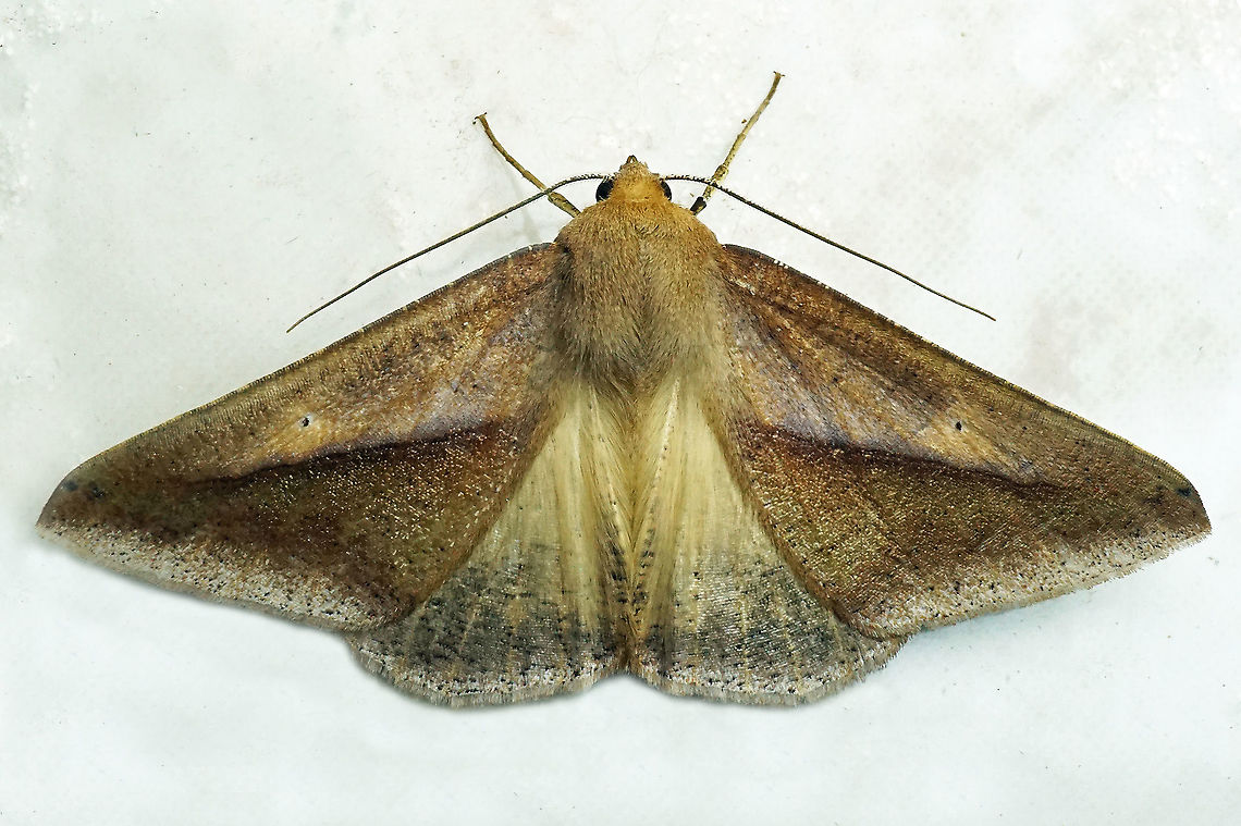 Moth Dapa, Valle Del Cauca<br />
2100m moth