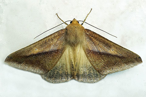 Moth Dapa, Valle Del Cauca
2100m moth