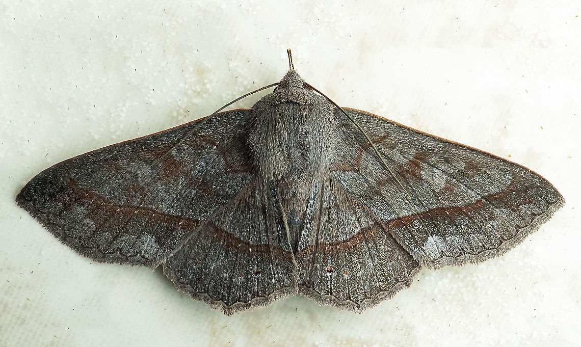 #616 Dapa, Valle Del Cauca<br />
2100m