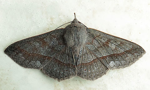 #616 Dapa, Valle Del Cauca
2100m