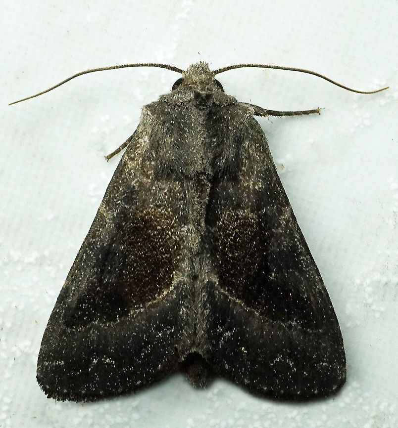 #617 Dapa, Valle Del Cauca<br />
2100m