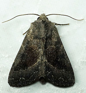 #617 Dapa, Valle Del Cauca
2100m