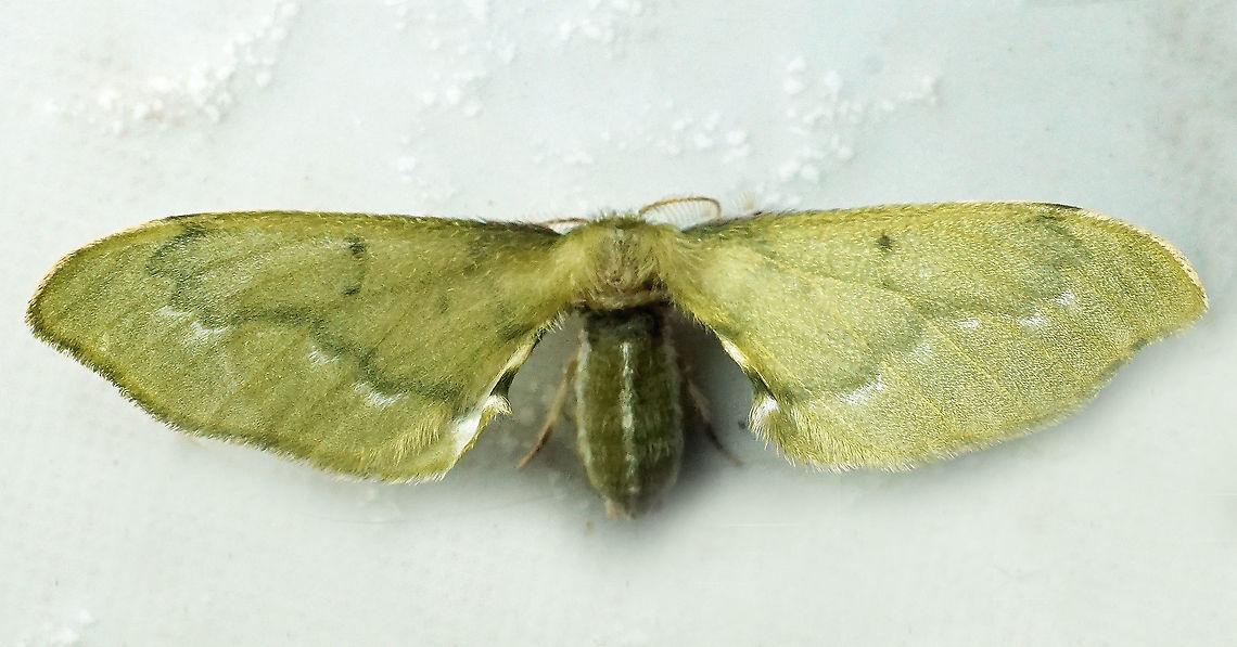 #618 Dapa, Valle Del Cauca<br />
2100m<br />