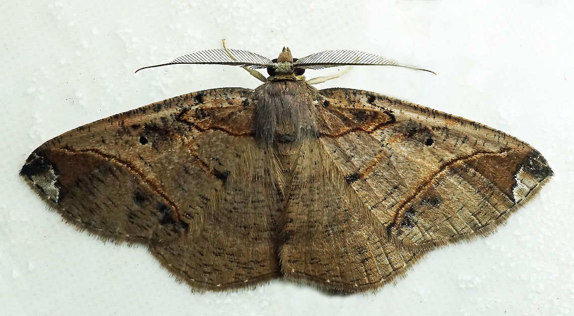 Digrammia sp. Dapa, Valle Del Cauca<br />
2100m<br />
