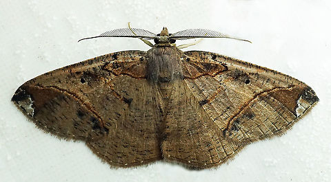 Digrammia sp. Dapa, Valle Del Cauca
2100m