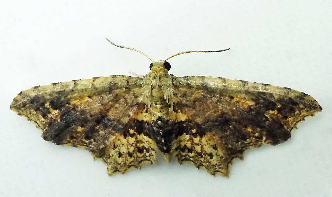 #619 Dapa, Valle Del Cauca<br />
2100m<br />