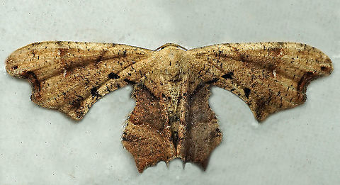 Calledapteryx dryopterata Dapa, Valle Del Cauca
2100m Brown Scoopwing,Calledapteryx dryopterata