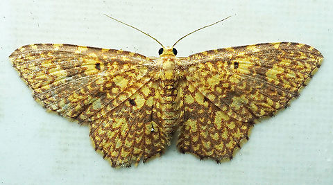 Eois sp. Dapa, Valle Del Cauca
2100m