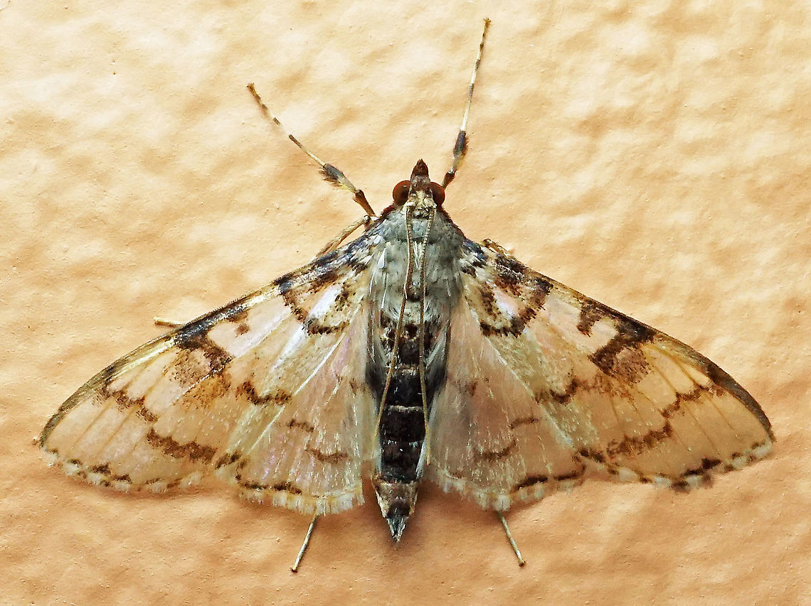 Azochis sp. Dapa, Valle Del Cauca<br />
2100m