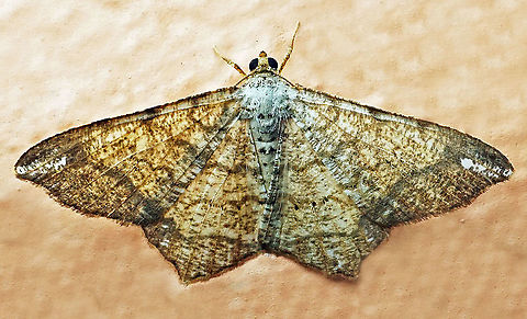 #623 Dapa, Valle Del Cauca
2100m