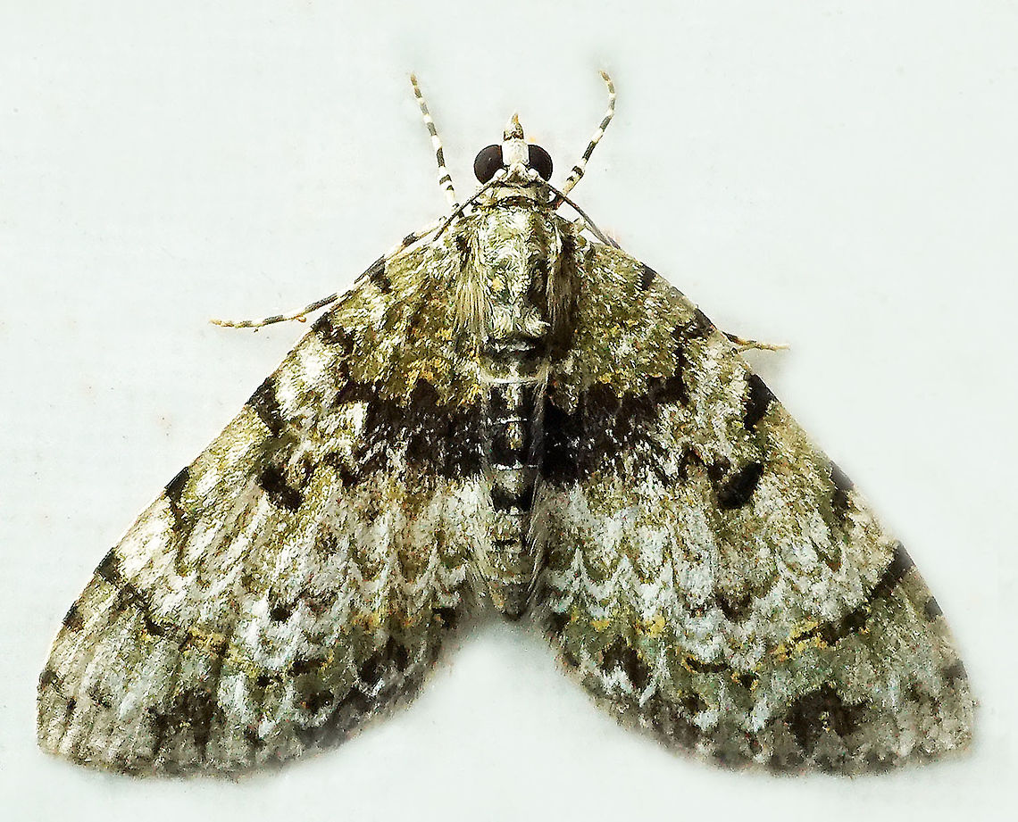 Spargania sp. Dapa, Valle Del Cauca<br />
2100m