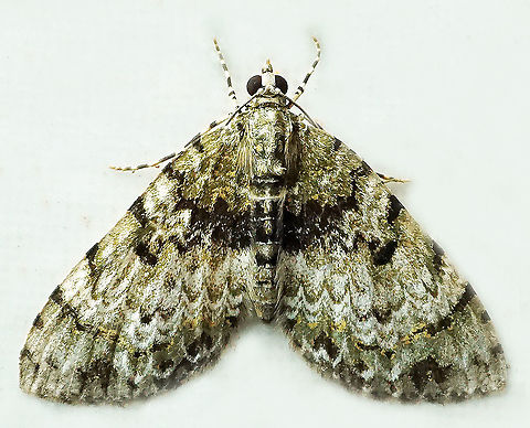 Spargania sp. Dapa, Valle Del Cauca
2100m