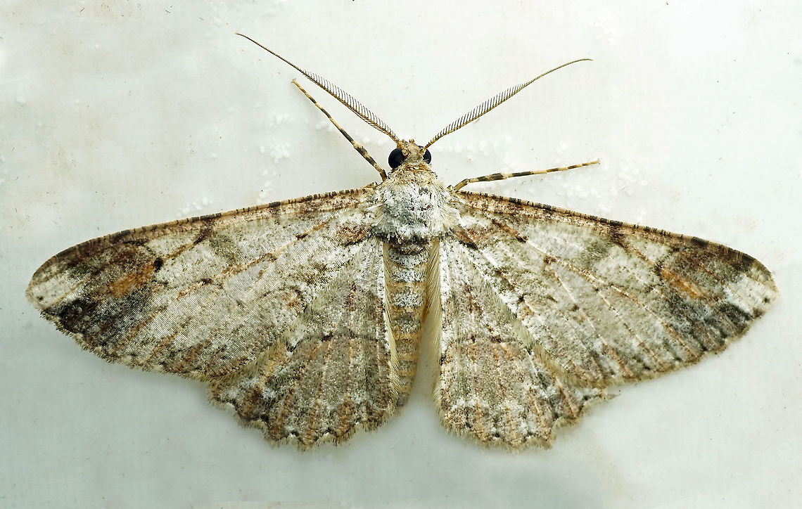 Iridopsis sp. Dapa, Valle Del Cauca<br />
2100m