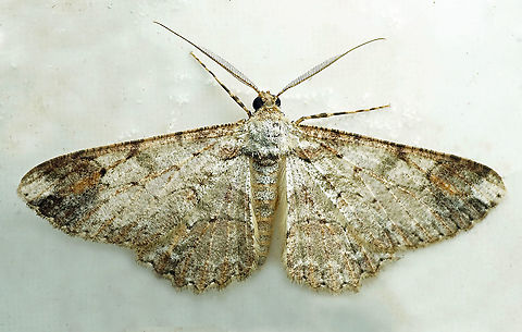 Iridopsis sp. Dapa, Valle Del Cauca
2100m