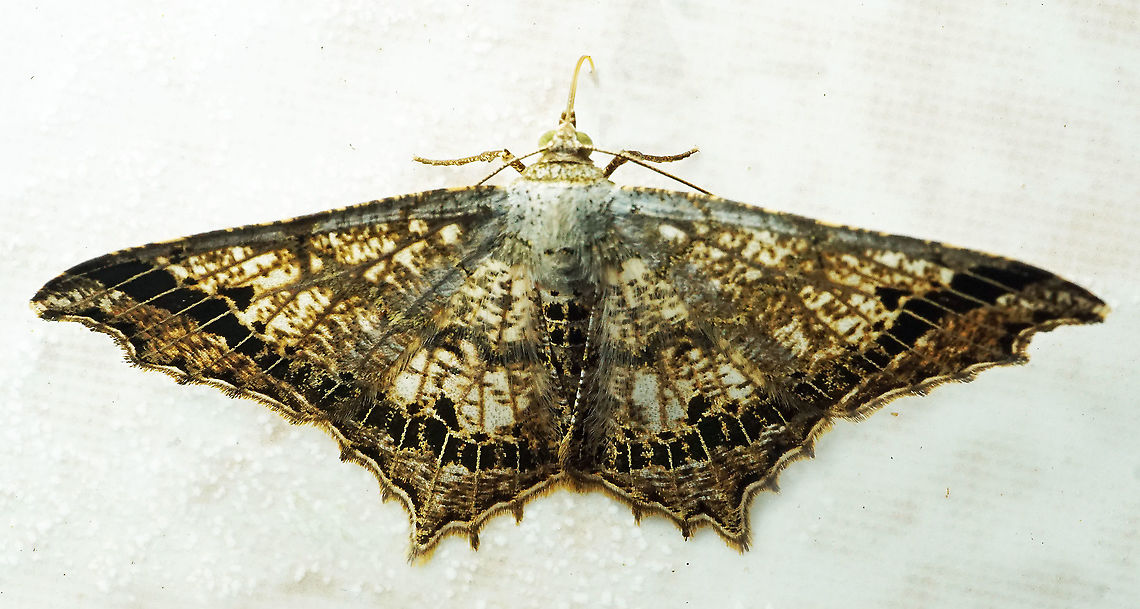 Chiasmia sp. Dapa, Valle Del Cauca<br />
2100m