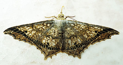 Chiasmia sp. Dapa, Valle Del Cauca
2100m