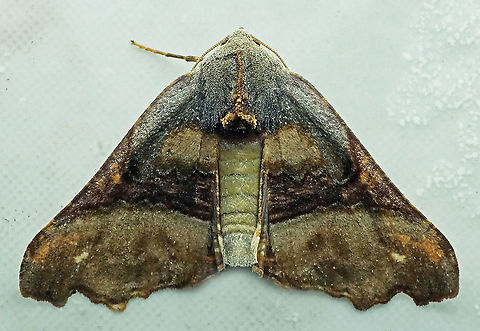 Pero sp. Dapa, Valle del Cauca
2100m