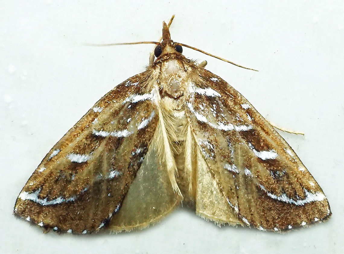 Erupa sp. Dapa, Valle del Cauca<br />
2100m
