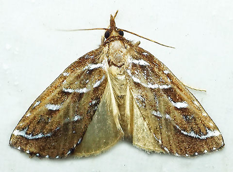 Erupa sp. Dapa, Valle del Cauca
2100m