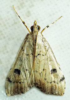 Udea sp. Dapa, Valle del Cauca
2100m