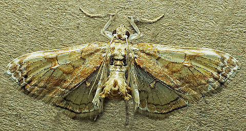 Euleucinodes sp. Dapa, Valle del Cauca
2100m