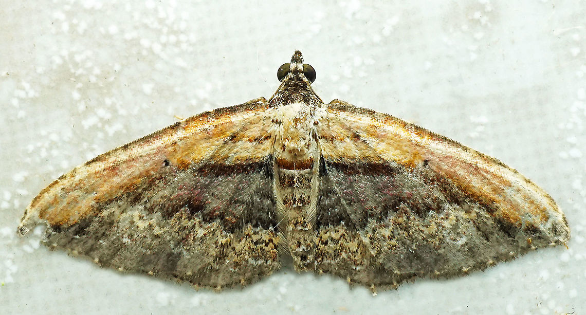 Selenisa sueroides Dapa, Valle del Cauca<br />
2100m Pale-edged Selenisa,Selenisa sueroides
