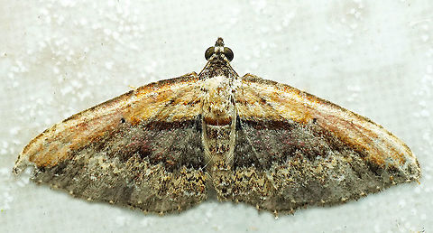 Selenisa sueroides Dapa, Valle del Cauca
2100m Pale-edged Selenisa,Selenisa sueroides