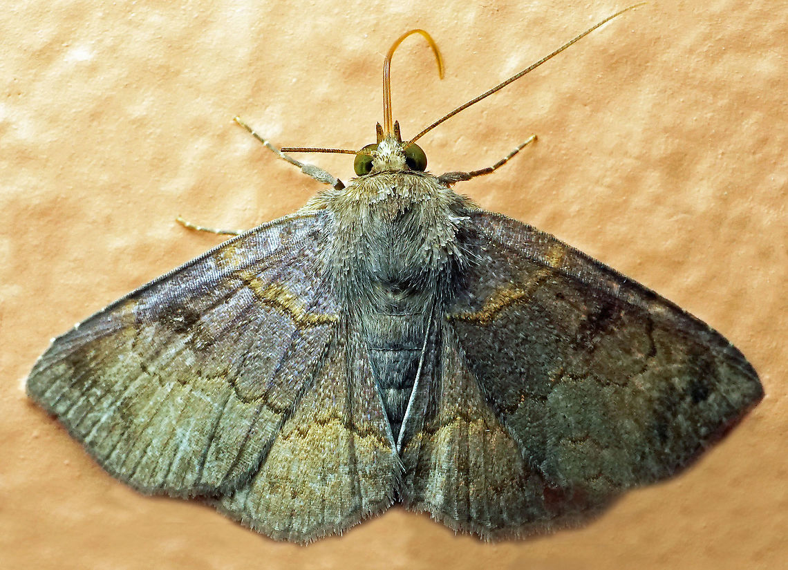 Antiblemma herilis Dapa, Valle del Cauca<br />
2100m Antiblemma herilis,moth Colombia.