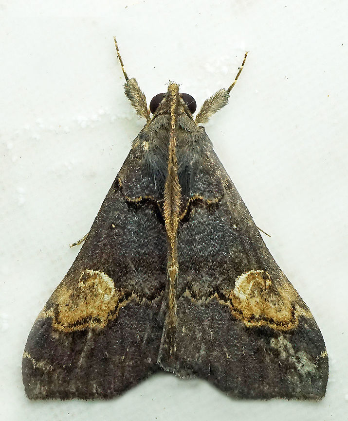 Scopifera lycagusalis Dapa, Valle del Cauca<br />
2100m Scopifera lycagusalis