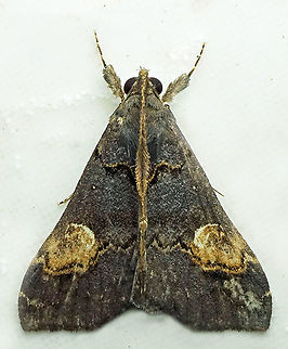 Scopifera lycagusalis Dapa, Valle del Cauca
2100m Scopifera lycagusalis