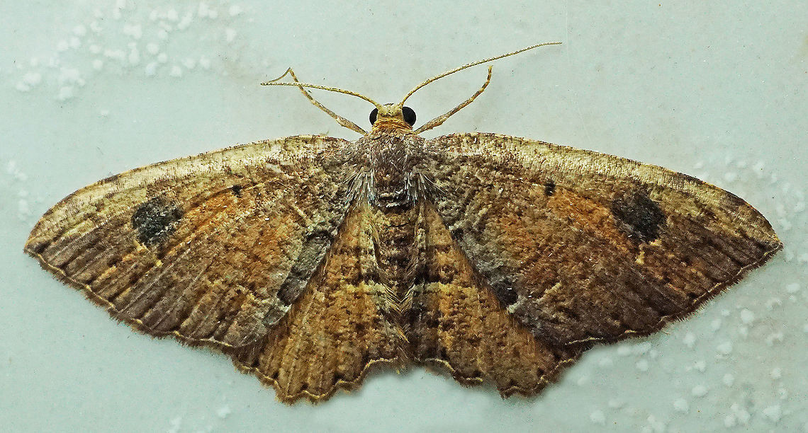 #631 Dapa, Valle del Cauca<br />
2100m